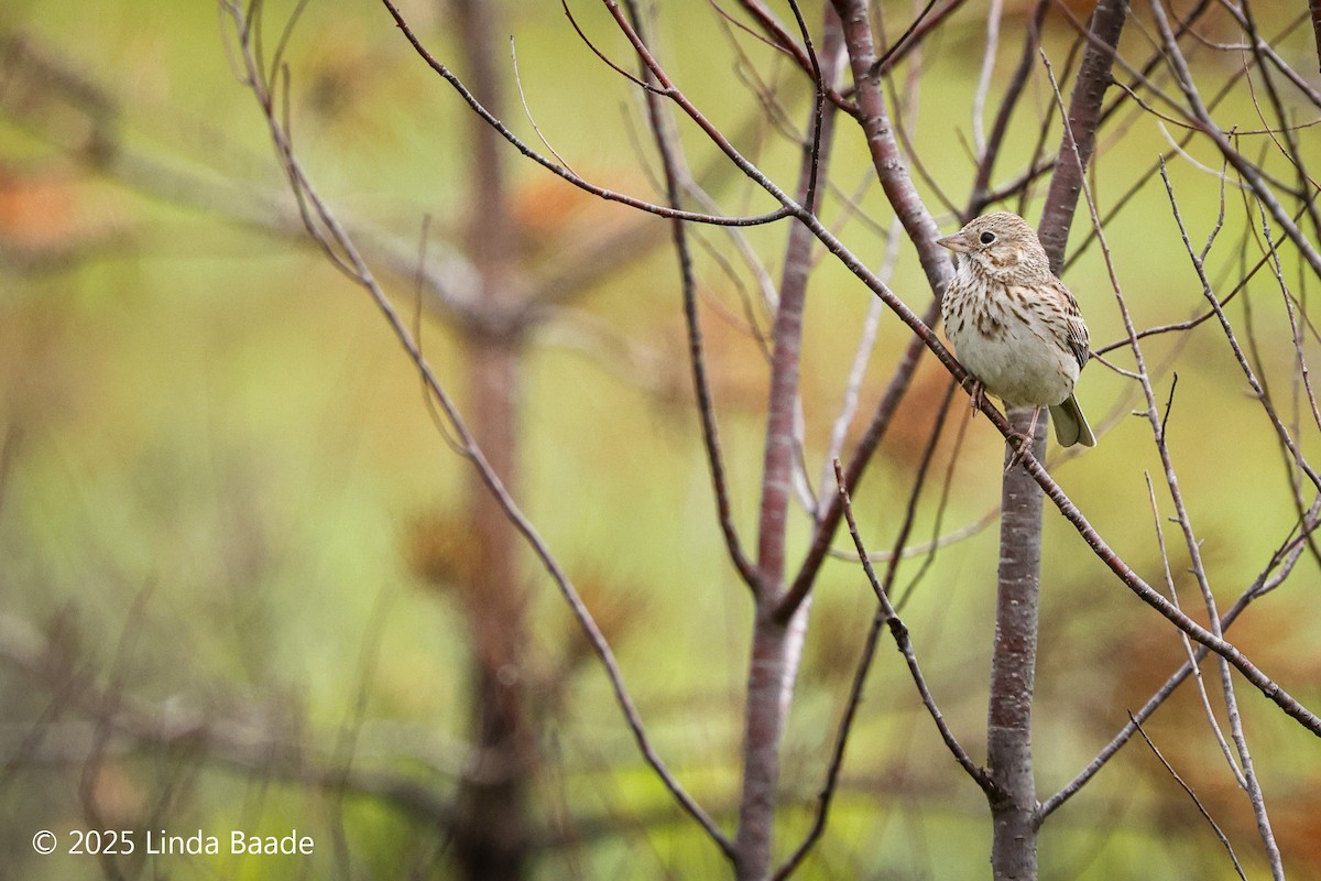 Vesper Sparrow - ML639083439