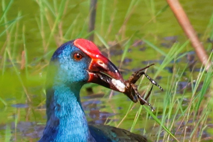 slípka africká - ML639083444