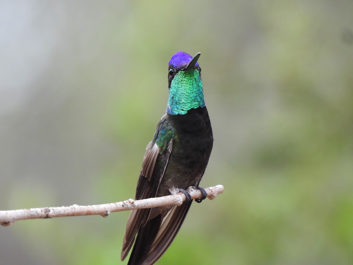 Violettkron-Brillantkolibri - ML639083600