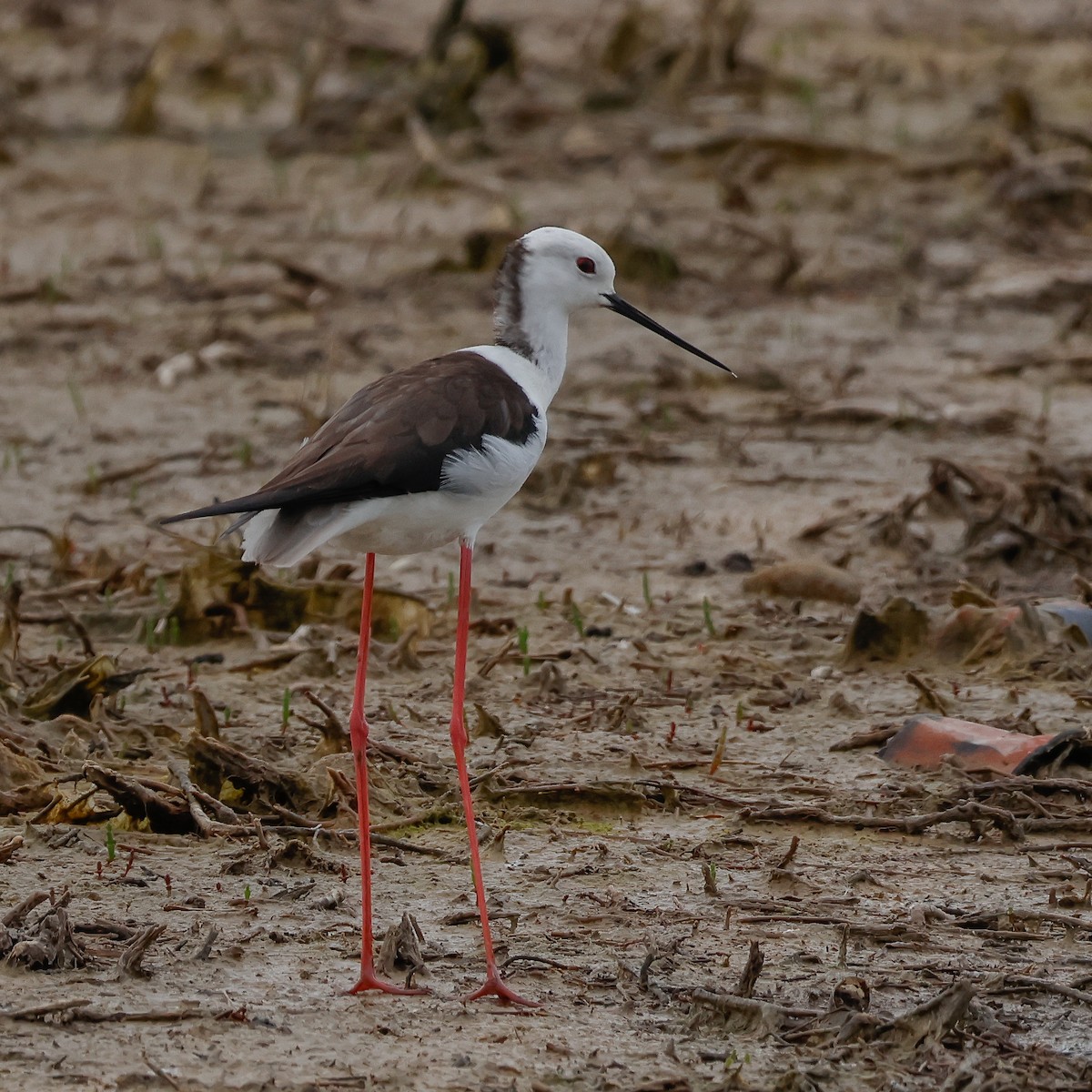 Black-winged Stilt - ML639083652