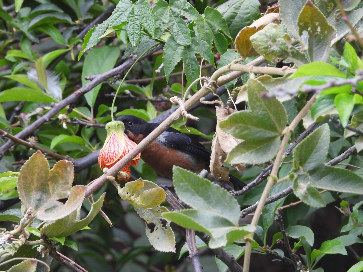 Black-throated Flowerpiercer - ML639083663