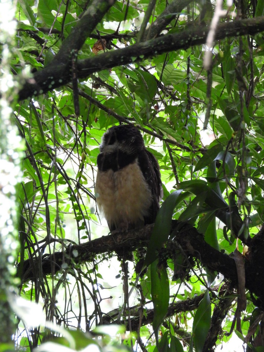 Spectacled Owl - ML639083670