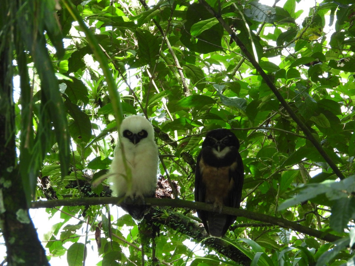 Spectacled Owl - ML639083671