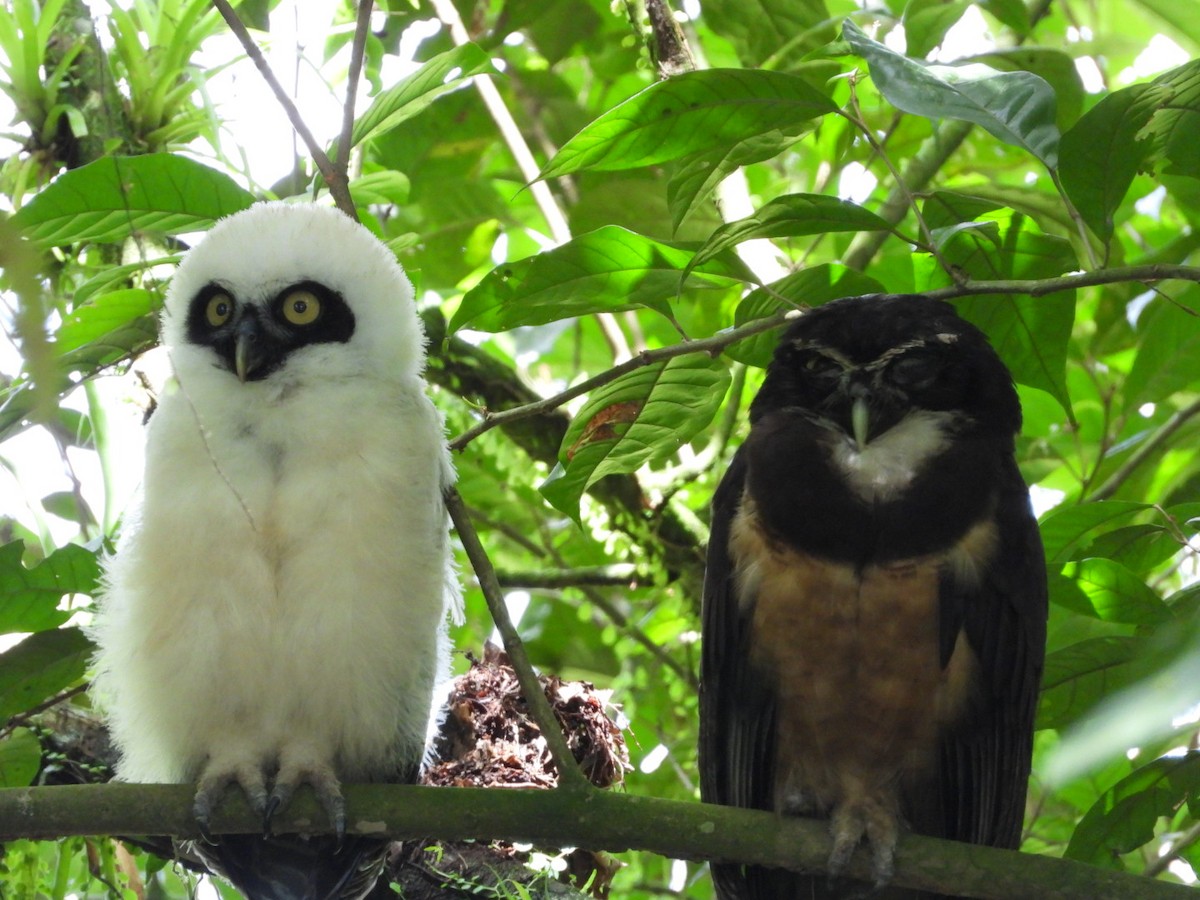 Spectacled Owl - ML639083673