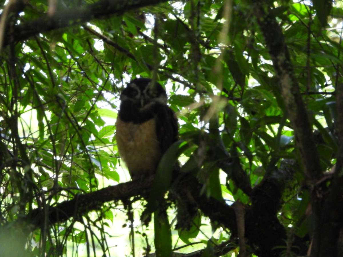 Spectacled Owl - ML639083674