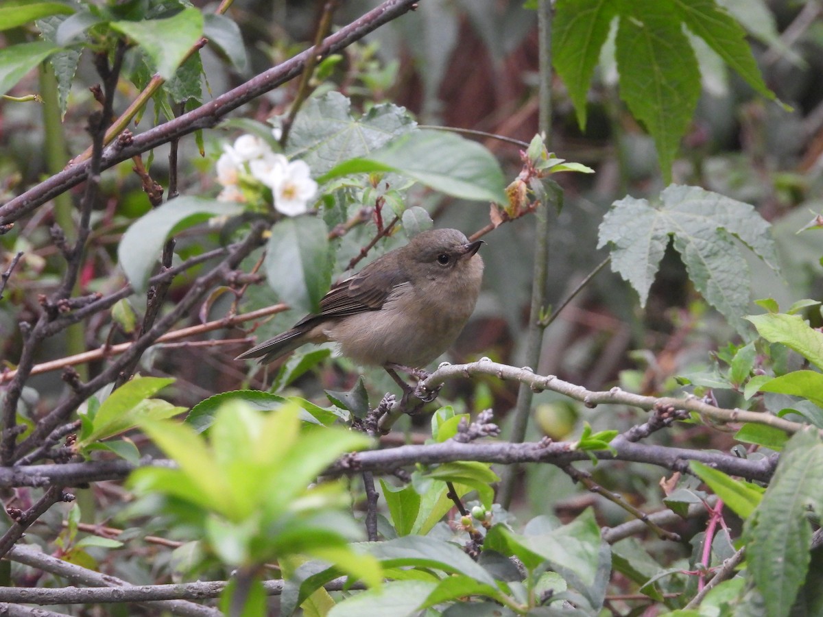 Black-throated Flowerpiercer - ML639083676