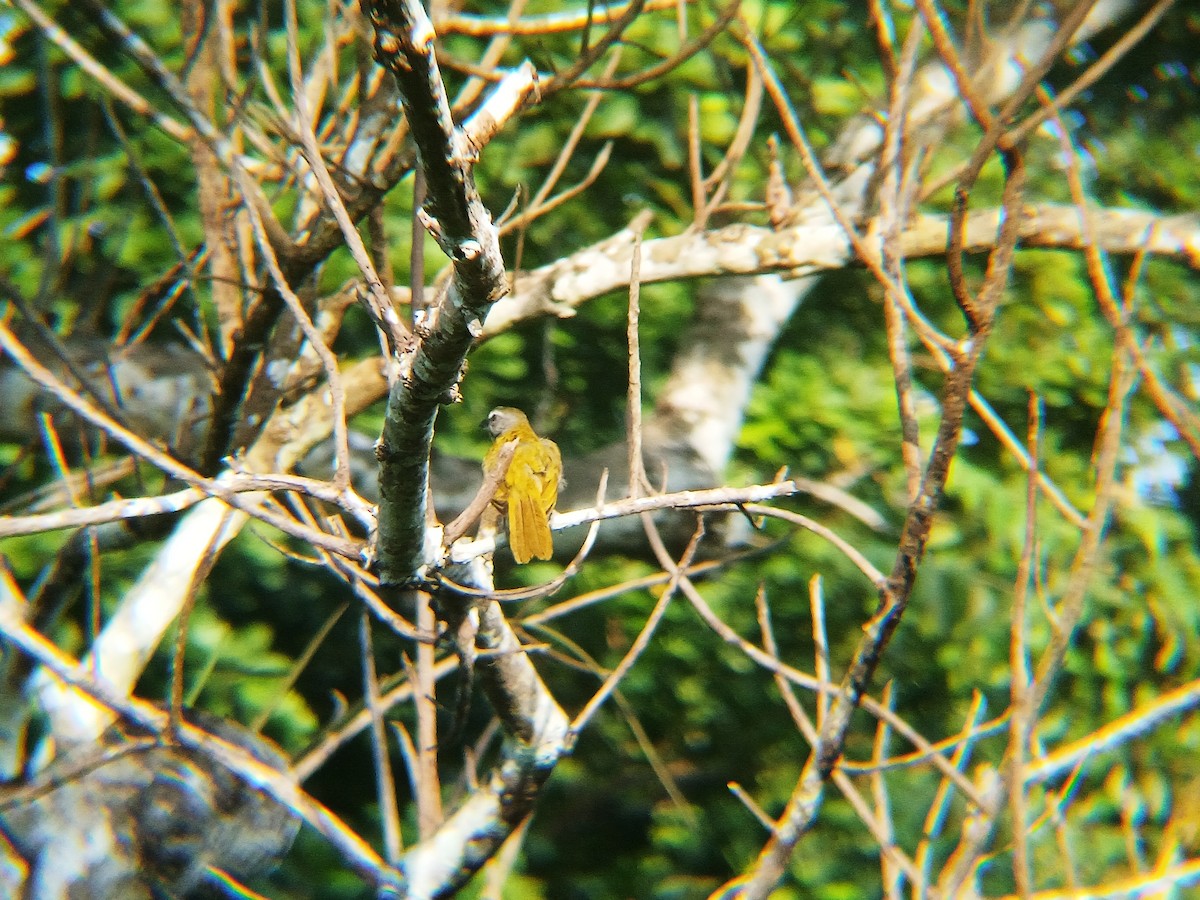 Buff-throated Saltator - ML639083681