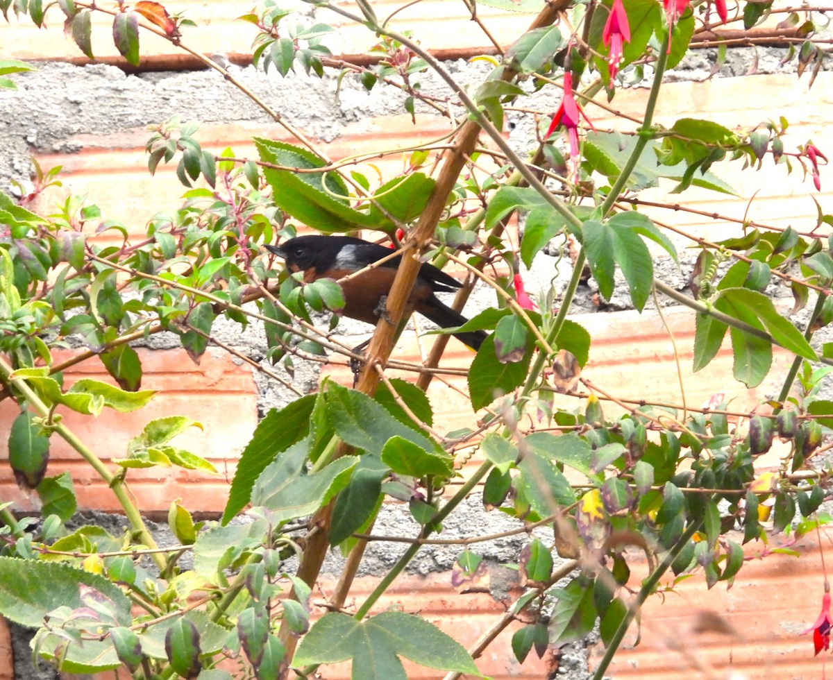 Black-throated Flowerpiercer - ML639083694