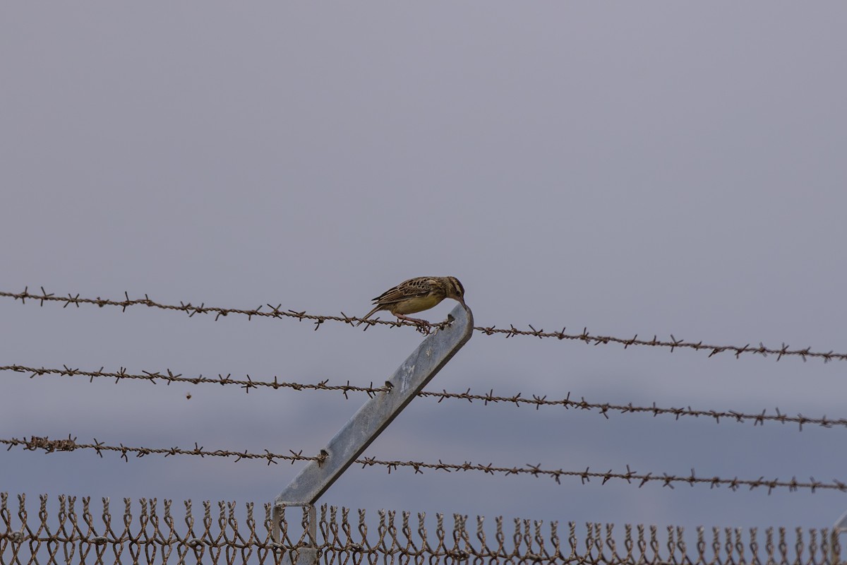 Western Meadowlark - ML639083697