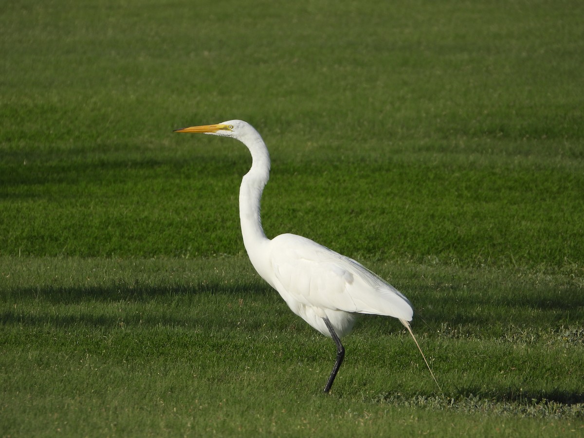 Цасч дэглий - ML639083736