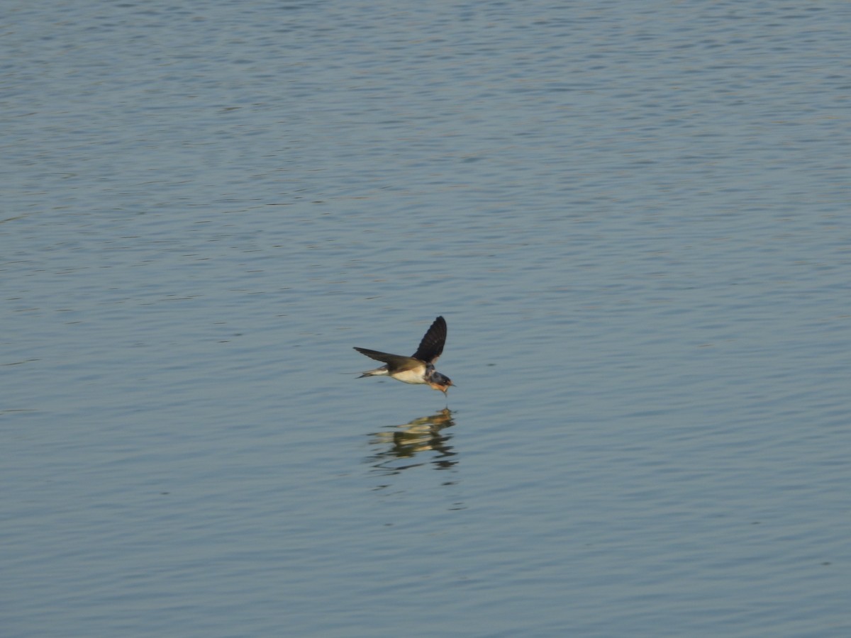 Асрын хараацай - ML639083752