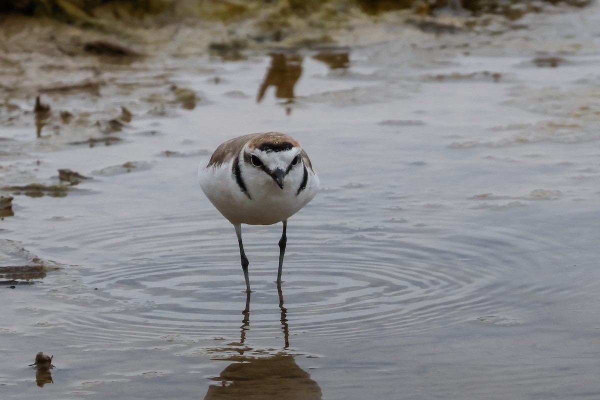 Kentish Plover - ML639083756