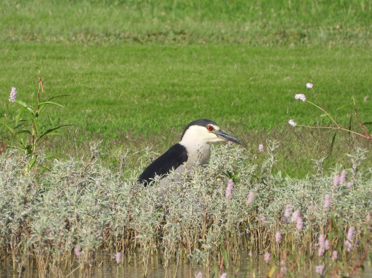 Ногоовор зашин - ML639083775