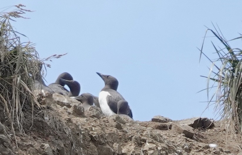 Common Murre - ML639083821