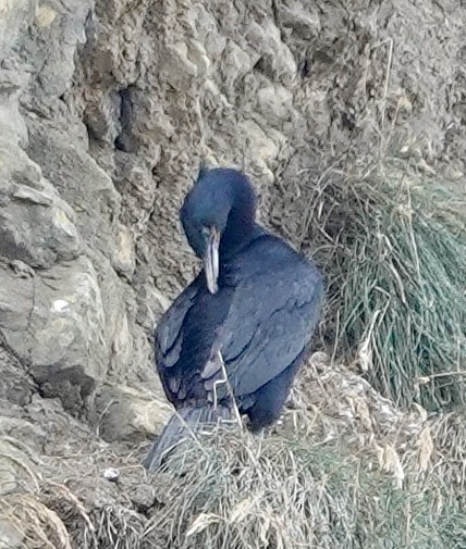 Pelagic Cormorant - ML639083834