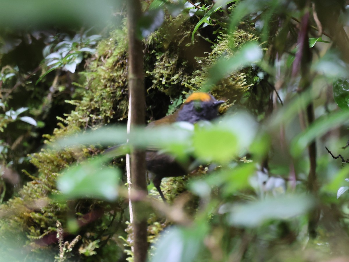 Wrenthrush - ML639083854