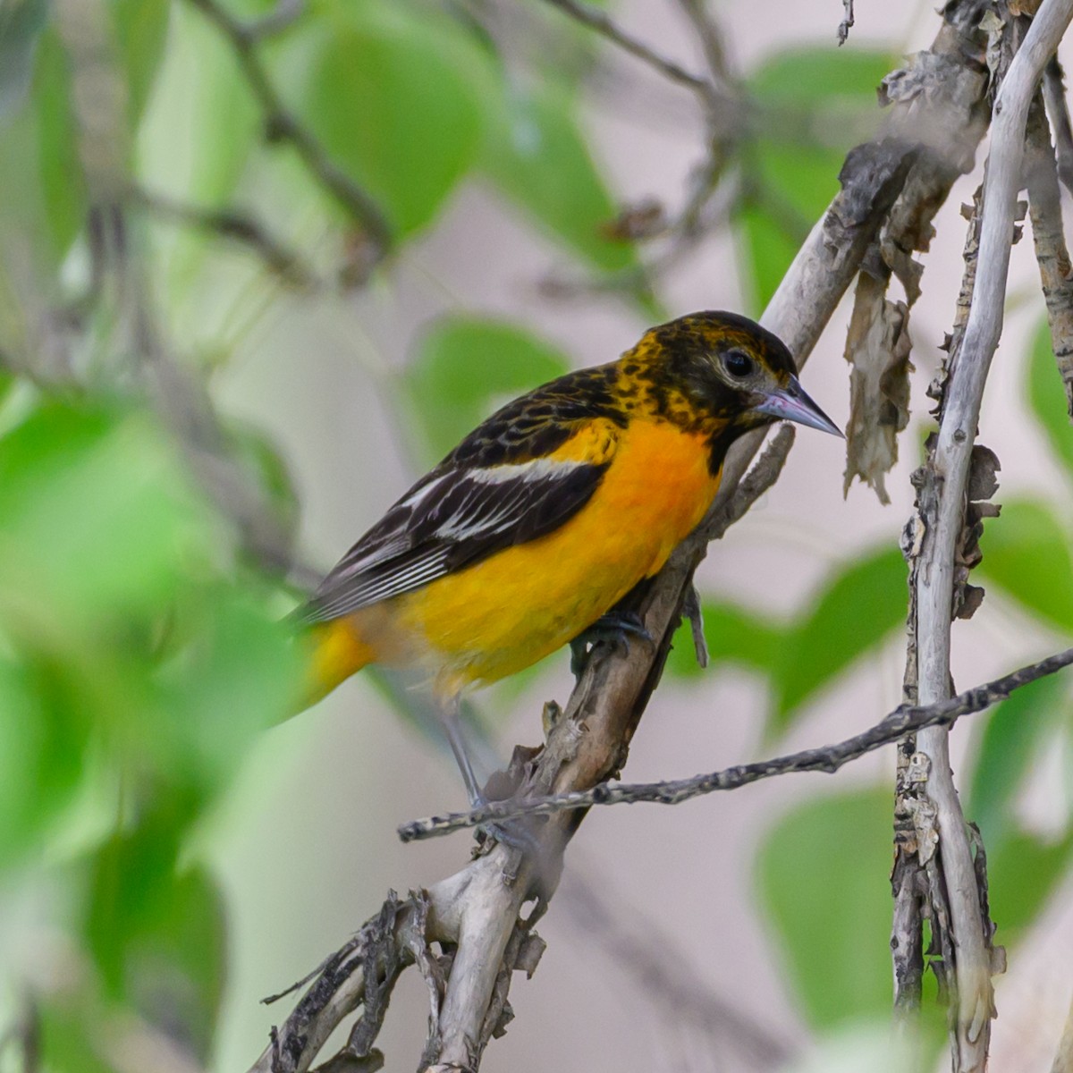 Baltimore Oriole - ML639083862