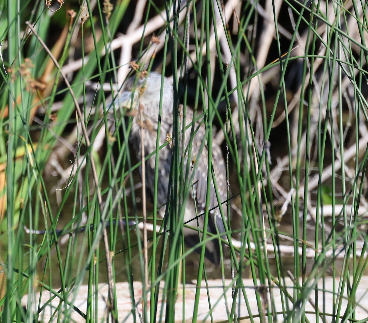 Yellow-crowned Night Heron - ML639083869