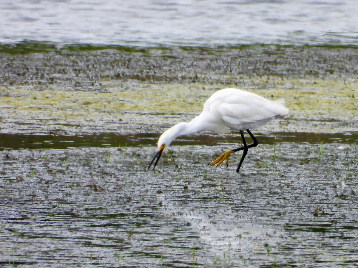 Snowy Egret - ML639083870