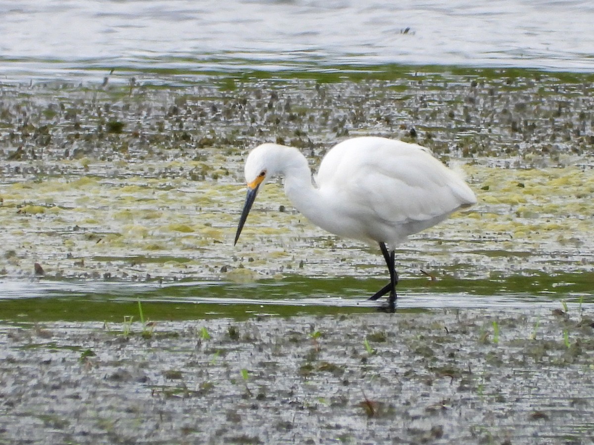 Snowy Egret - ML639083871