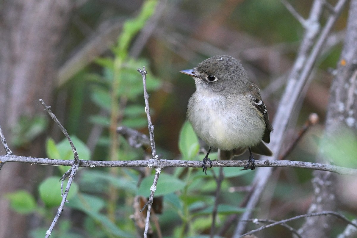 Least Flycatcher - ML639083873