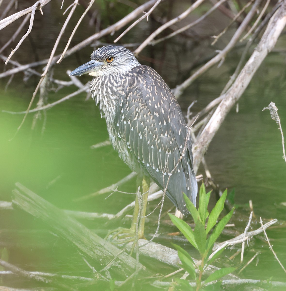 Yellow-crowned Night Heron - ML639083874