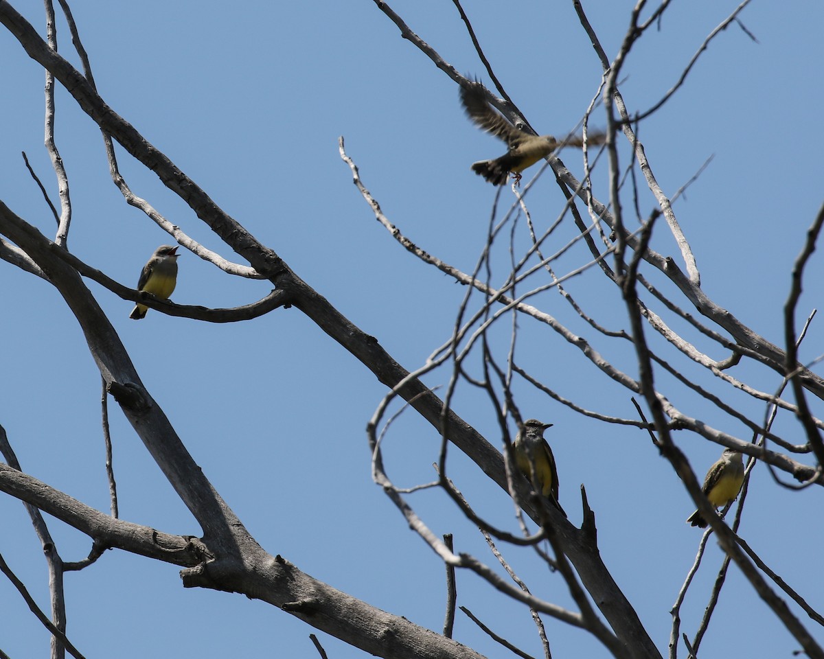 Western Kingbird - ML639083875