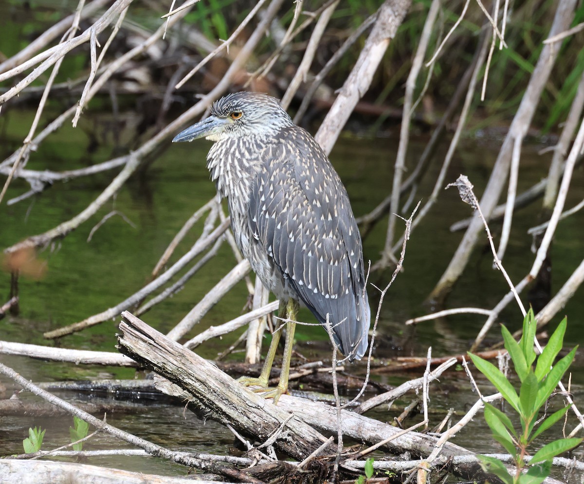 Yellow-crowned Night Heron - ML639083878