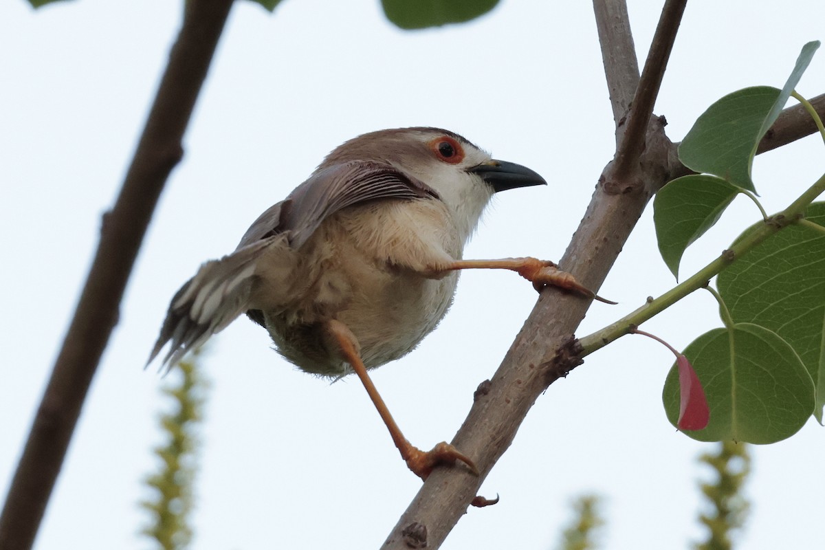 Yellow-eyed Babbler - ML639083879