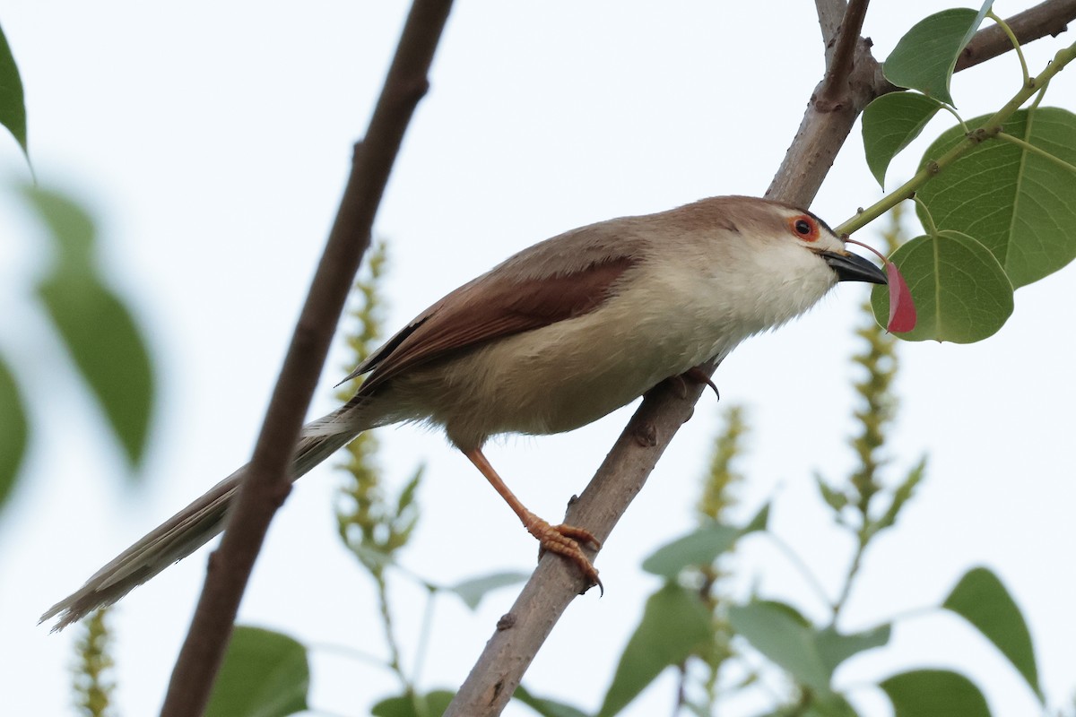 Yellow-eyed Babbler - ML639083880