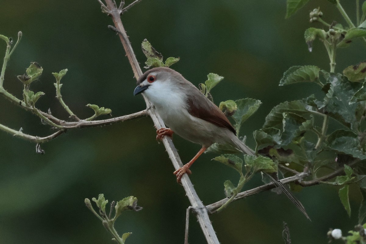 Yellow-eyed Babbler - ML639083881