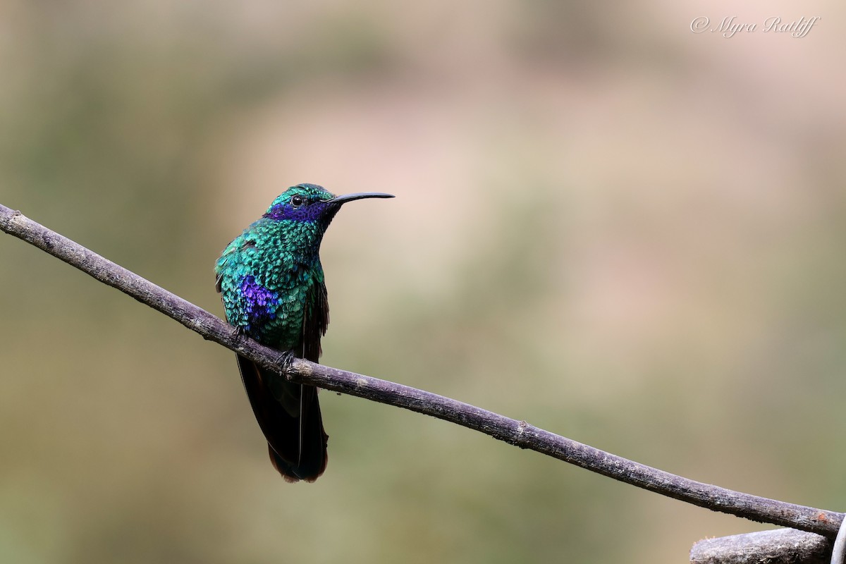Sparkling Violetear - ML639083884