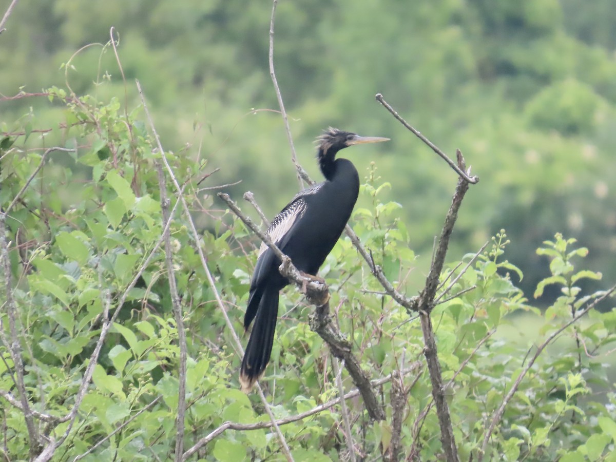 Anhinga amerikarra - ML639083885
