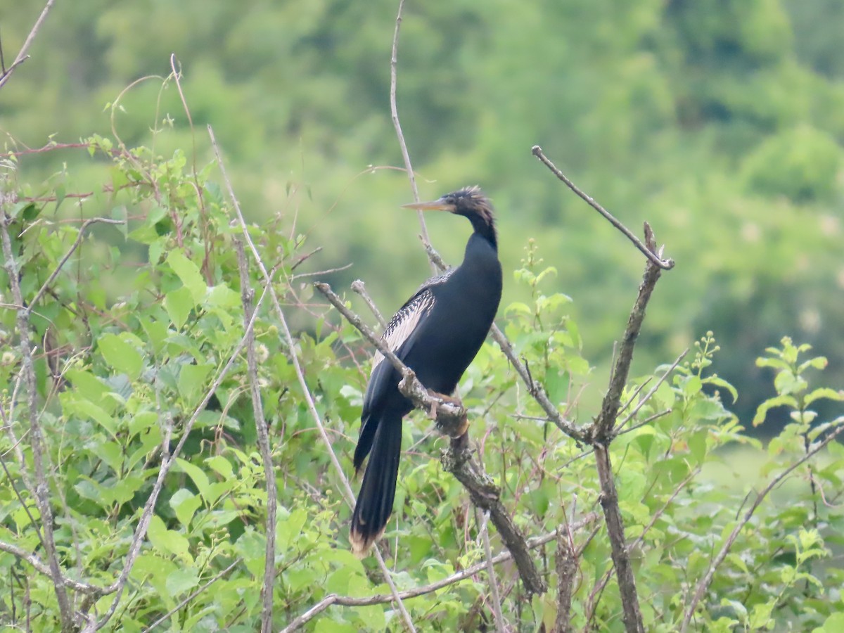 Anhinga amerikarra - ML639083886