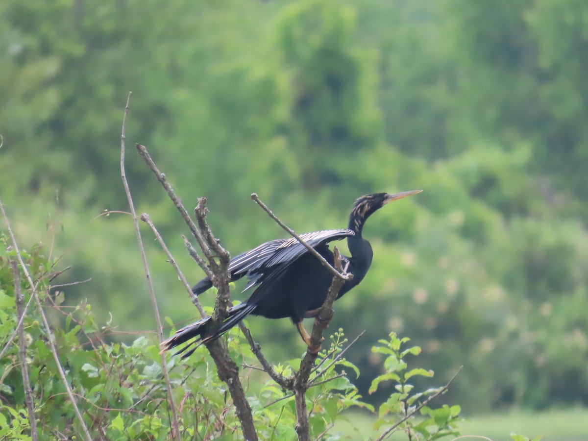 Anhinga amerikarra - ML639083887
