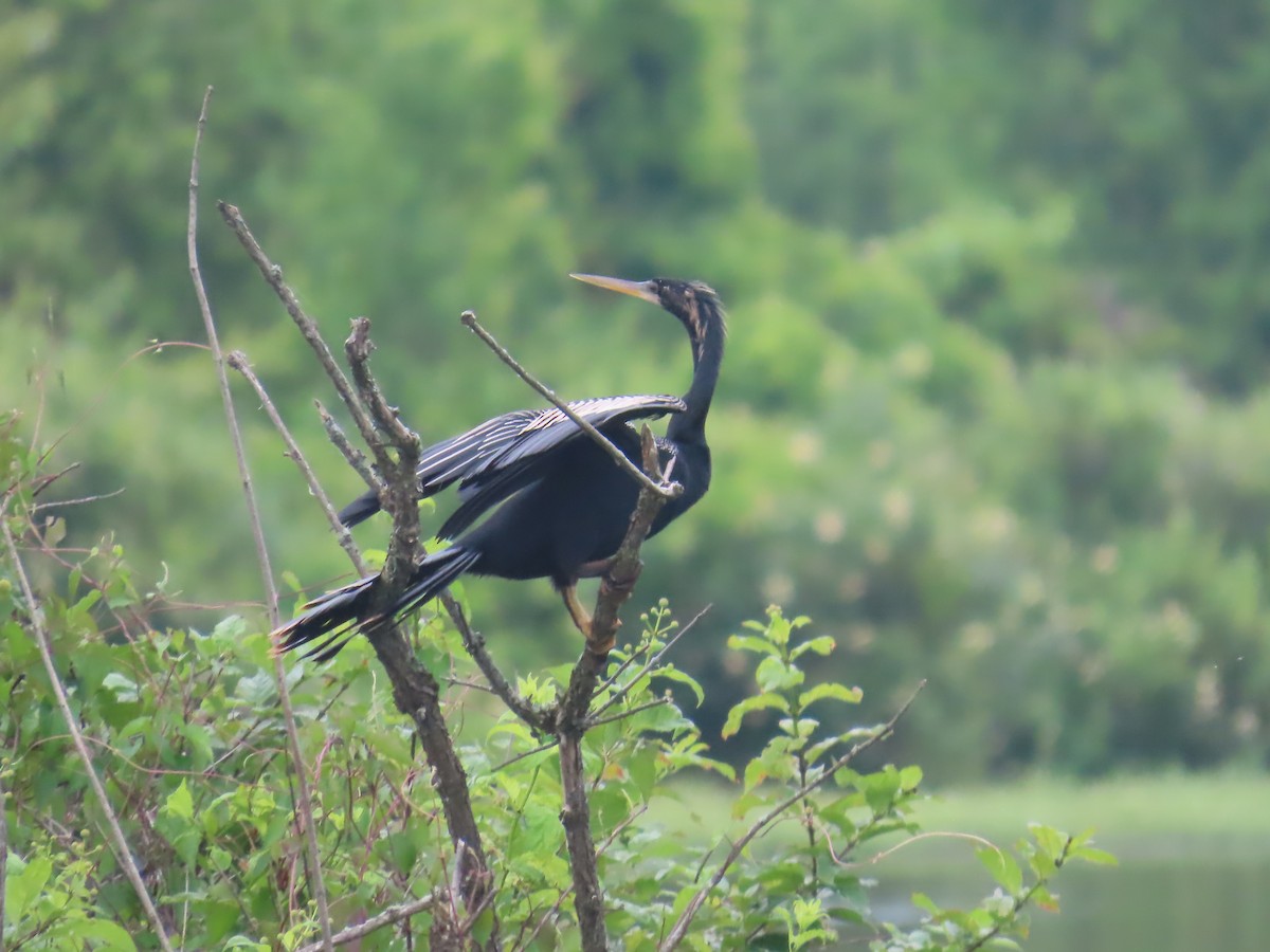 Anhinga amerikarra - ML639083888