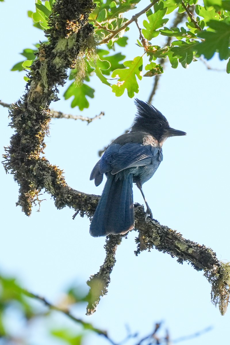 Steller's Jay - ML639083893