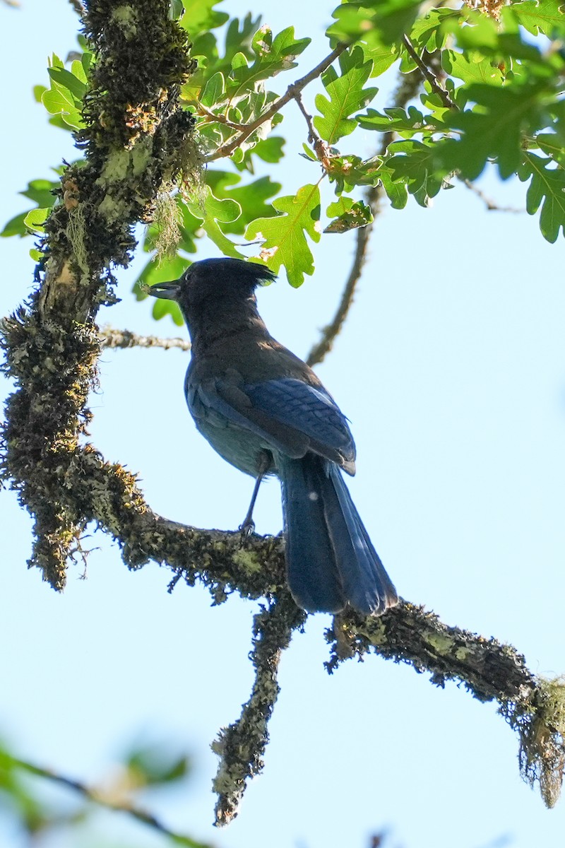 Steller's Jay - ML639083895
