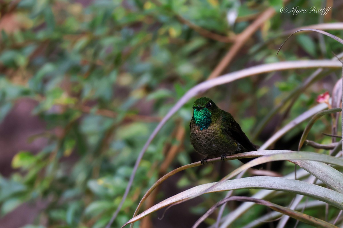 Tyrian Metaltail - ML639083896