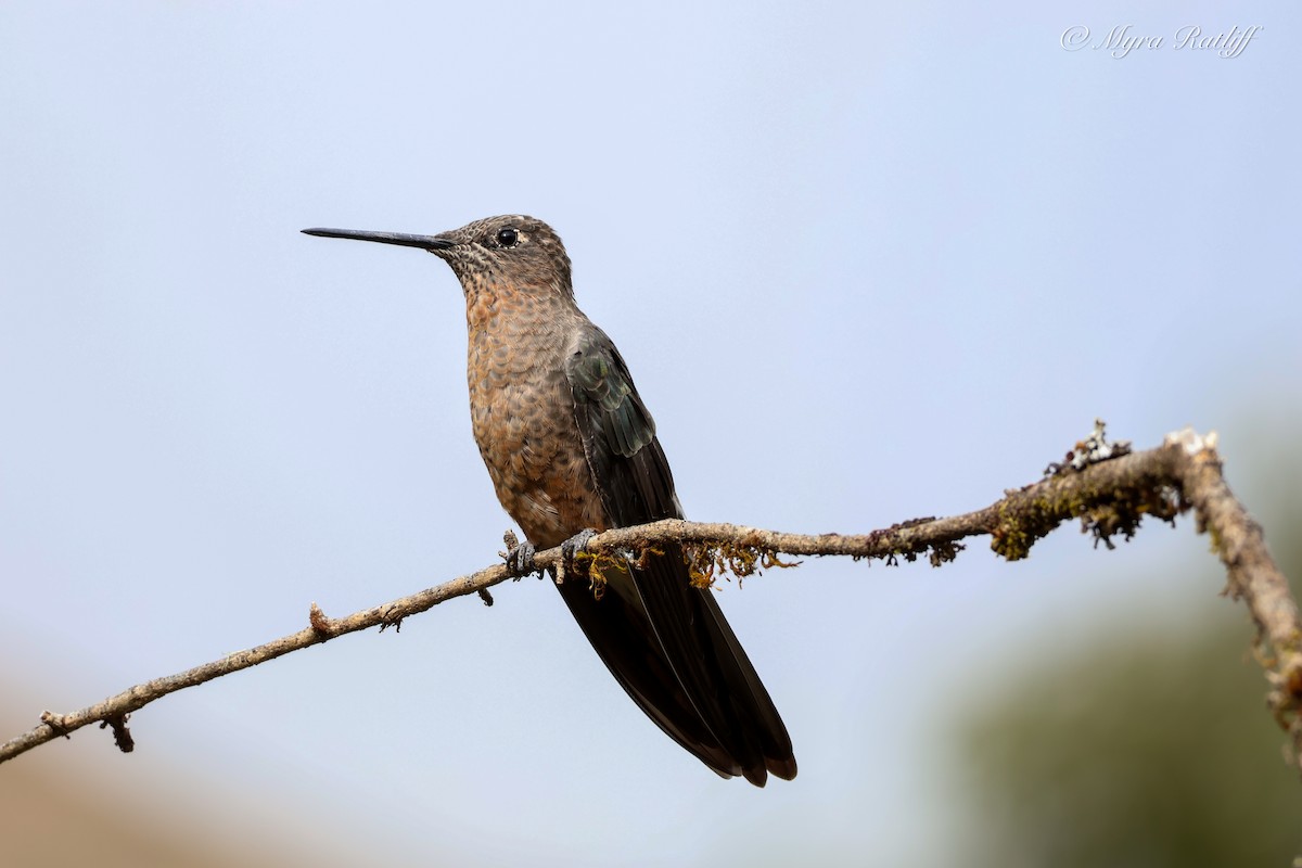 Colibrí Gigante - ML639083923