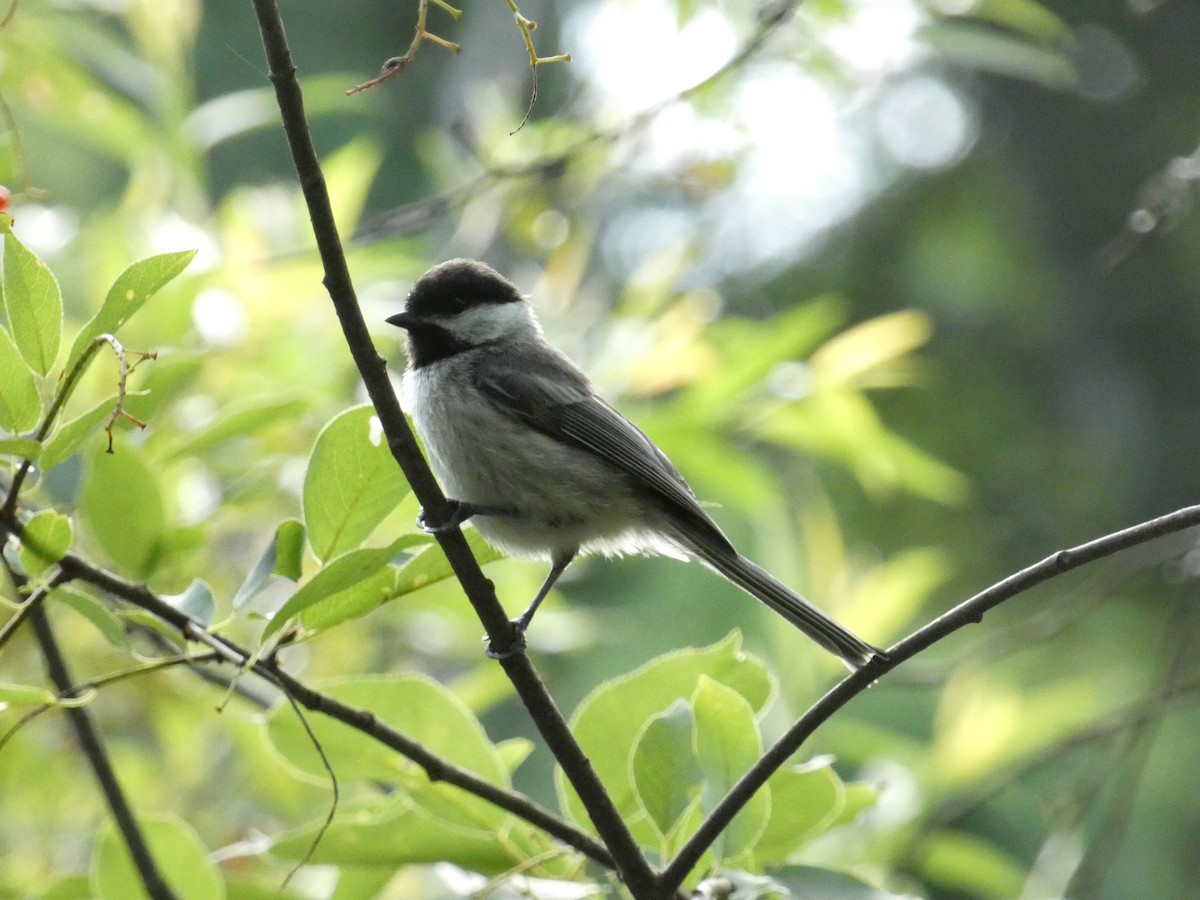 Carbonero Cabecinegro - ML639083931