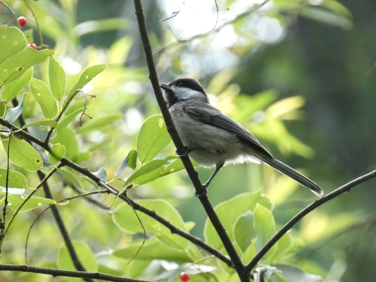 Carbonero Cabecinegro - ML639083932