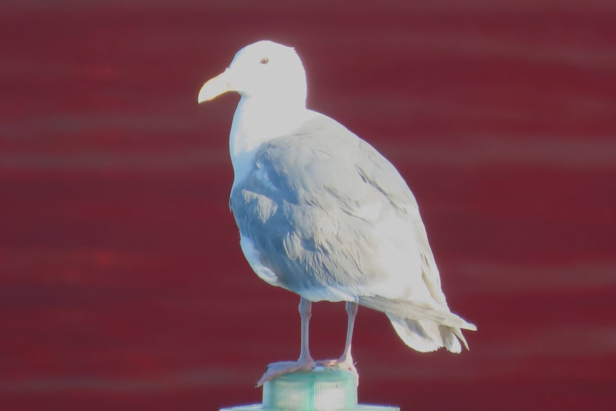Glaucous-winged Gull - ML639083955