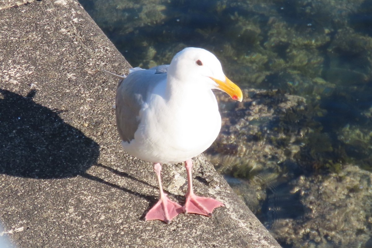 Glaucous-winged Gull - ML639083959