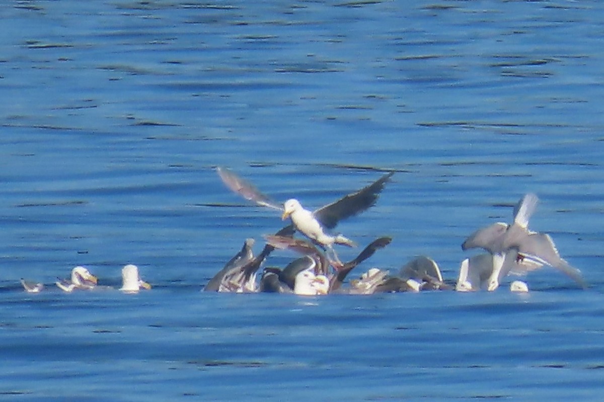 Glaucous-winged Gull - ML639083966