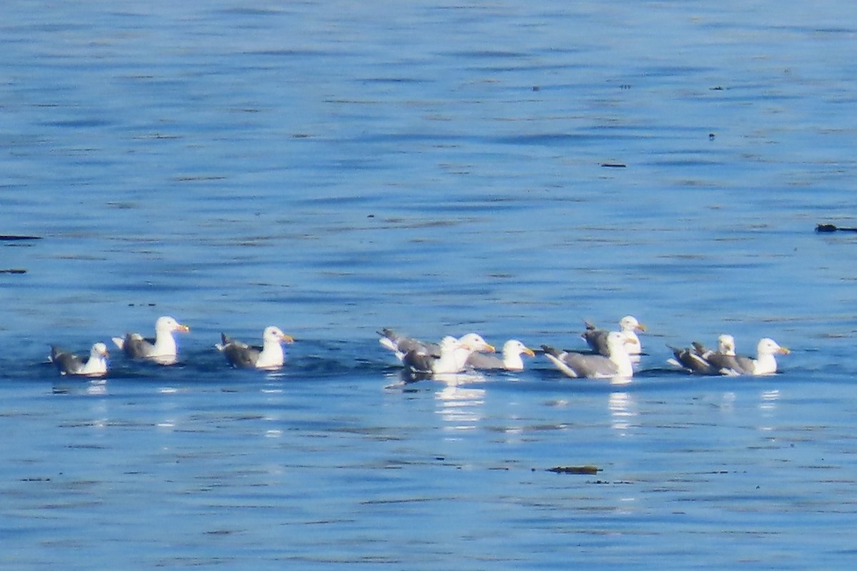 Glaucous-winged Gull - ML639083967