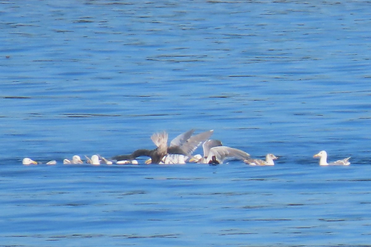 Glaucous-winged Gull - ML639083968