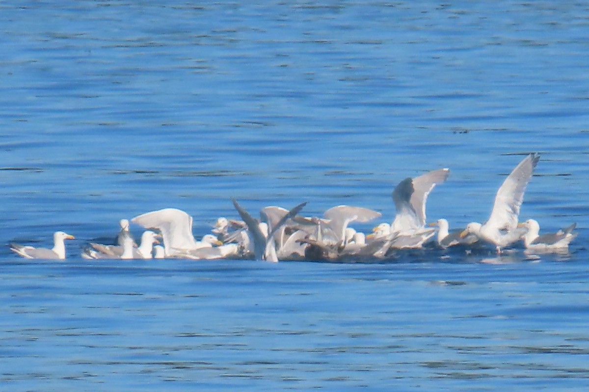 Glaucous-winged Gull - ML639083969