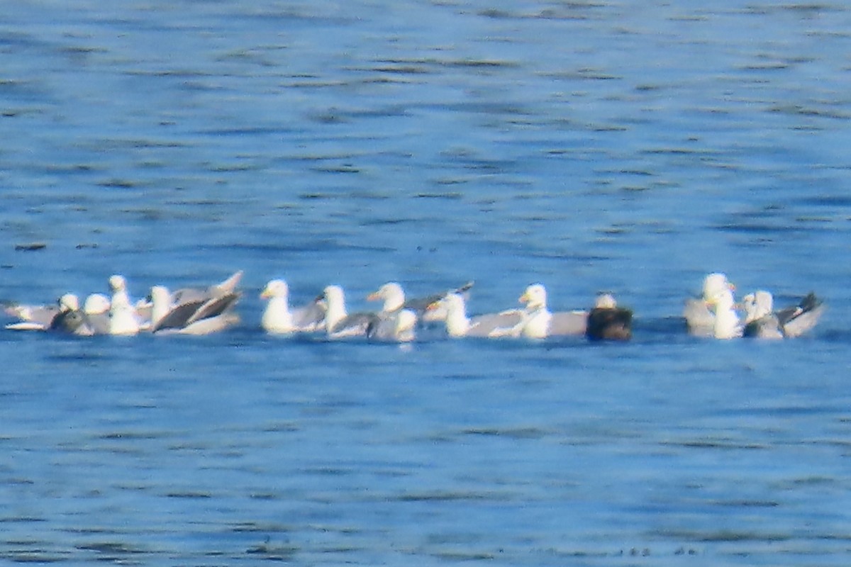 Glaucous-winged Gull - ML639083970