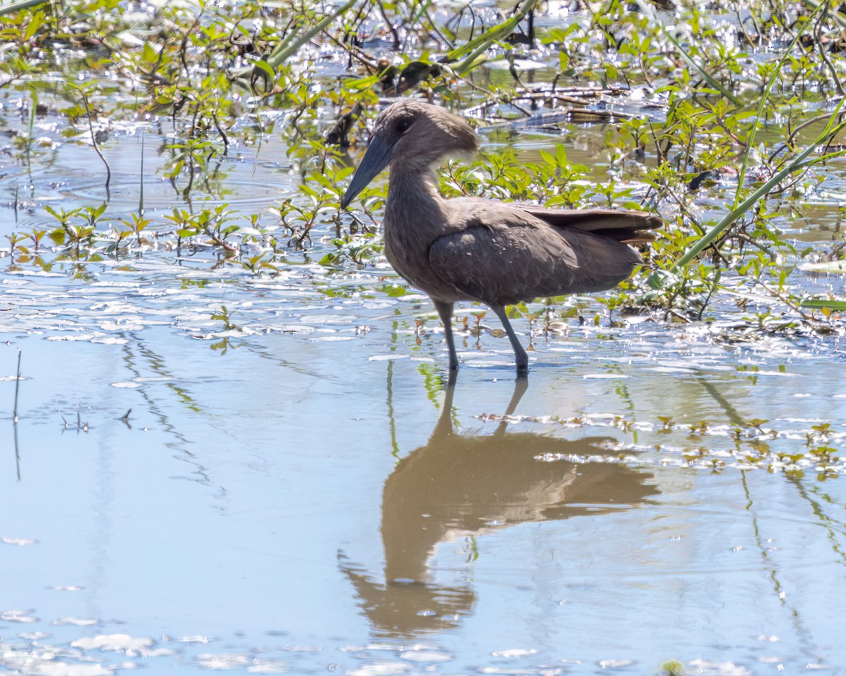 Hamerkop - ML639083975
